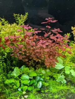 2026年最新】アヌビアスナナの人気アイテム - メルカリ