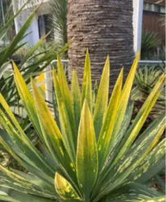 希少ユッカグロリオサ 極上斑入 ⚜️希少⚜️激レア⚜️ユッカ 極上 散り斑 グロリオサ アロイ