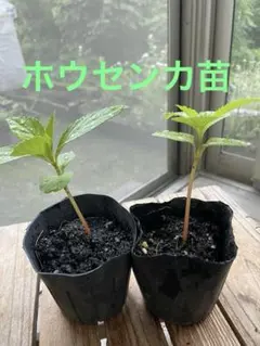 시금치 꽃 3송이 제거 모종-1
