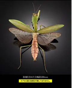 バンダイ　ガシャポンオンライン　生き物大図鑑アドバンス　オオカマキリ（緑色型）