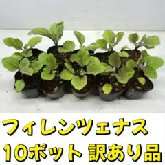 2026年最新】ナス 苗 フィレンツェの人気アイテム - メルカリ