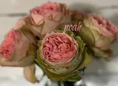 ❀ご購入前にコメントお願い致します❀　バラ　苗　切り花品種 l　小苗