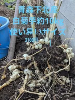 青森下北産の菊芋約10kg土付き1個平均20〜60g使い易いサイズ