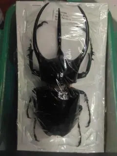 2026年最新】コーカサスオオカブト標本の人気アイテム - メルカリ