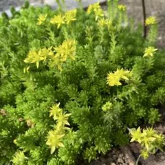 セダム砂苔栽培用天然苔 無農薬 苔テラリウム観葉植物ガーデニング　苔玉　盆栽のサムネイル