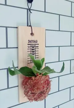 ビカクシダのサムネイル