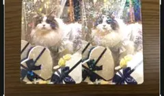 猫カフェmocha バレンタイン　にゃんずトレカ　こんぶ