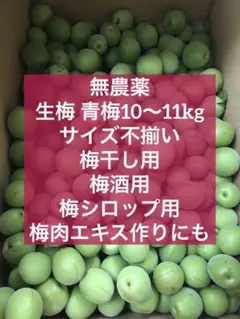 生梅10〜11kg】無農薬 サイズ不揃い 梅干し用 梅酒用 梅シロップ用 