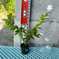 果樹趣味栽培様 リクエスト 2点 まとめ商品