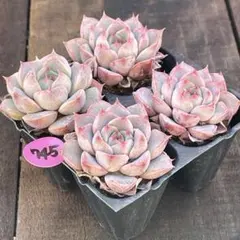 NEW❗️745多肉植物　ダークアイス　抜き苗　寄せ植え　4苗セット❣️