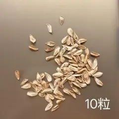 2026年最新】ウィンゾリー 種子の人気アイテム - メルカリ