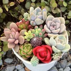 2026年最新】多肉植物エケベリア寄せ植えセット多肉弁当の人気アイテム