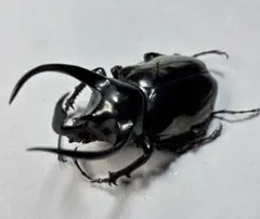 アクティオンゾウカブト♂標本 - メルカリ