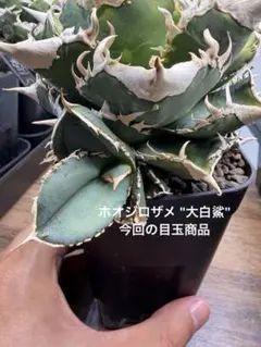 タ*ナ様 【子株】ホオジロザメ "大白鯊"アガベチタノタオテロイホホジロザメ②のサムネイル