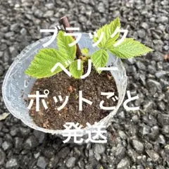 ブラックベリー　挿し木発根苗　ポット苗