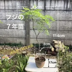 2026年最新】藤 つるの人気アイテム - メルカリ