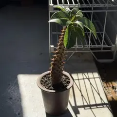 引取限定】Pachypodium baronii 特大バロニー 根本峻吾鉢付き - メルカリ