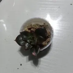 たー様専用です　エケベリア 　麒麟座錦　とても小さな苗です