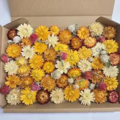 75・ヘリクリサム ドライフラワー オレンジ 花材 貝細工 ヘリクリサム 貝細工 花材詰め合わせ 花材セット オレンジ系 ドライ