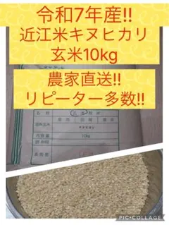 ◇栽培期間中無農薬◇令和7年収穫 ◇滋賀県産キヌヒカリ、玄米10