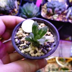 まぁきち様 リクエスト 2点 まとめ商品