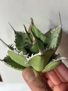 2026年最新】アガベの人気アイテム - メルカリ