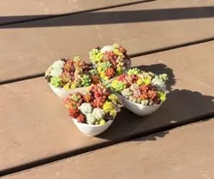 多肉植物 寄せ植えそのまま飾れる(⸝⸝o̴̶̷᷄ o̴̶̷̥᷅⸝⸝)涙型陶器鉢No.2