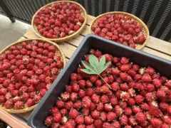 ぱいぱい様 リクエスト 2点 まとめ商品