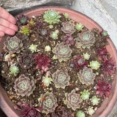 アエオニウム 蛍火粉黛花颜抜き苗2本 - メルカリ