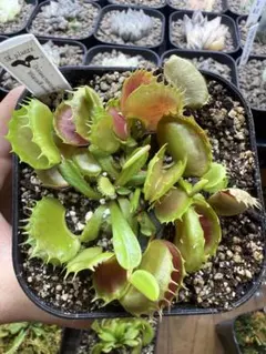 食虫植物ハエトリソウ biohazard 1 CK - メルカリ