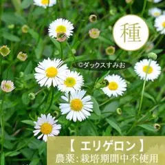 【 エリゲロン 】源平小菊　宿根草　種 300粒超