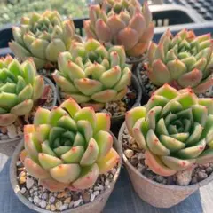 ニア様 リクエスト 5点 まとめ商品