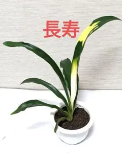 装飾的な陶器製植木鉢 万年青鉢 盆栽 園芸 ガーデニング 1 71JUNZ3kzLL._UF894,1000_QL80_.jpg