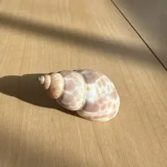 貝殻 標本 3×5cm
