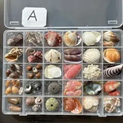 貝殻標本　30セット　Ａ