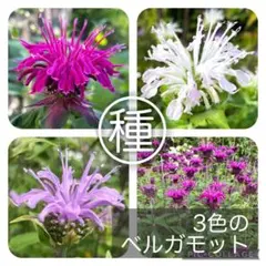ムーン様専用　ベルガモット（モナルダ）種 3種類・宿根リナリア種