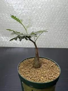 センナ メリディオナリス 実生 No.112のサムネイル