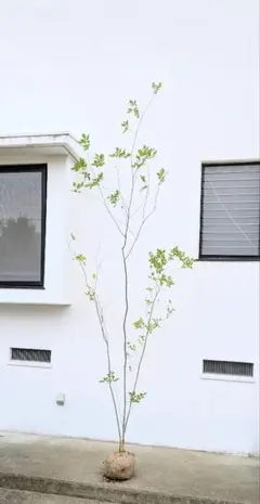 2025年最新】アオダモ 山採りの人気アイテム - メルカリ