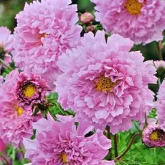 sunrise9696様 リクエスト 2点 まとめ商品