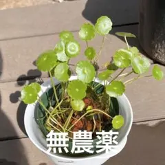 天然マツモ□2.6Lバケツ盛り‼️⚠️北海道、沖縄県、離島は発送しま