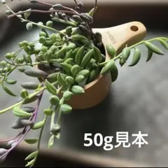 多肉植物　ネックレス　７種ミックスカット苗　50gセット
