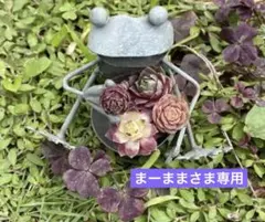 まーままさま専用 センペルビウム