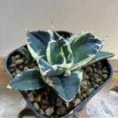 M*力様 アガベ チタノタ「白鯨錦」極上株 白中斑入り 希少種 2025年最新】白鯨錦の人気アイテム - メルカリ