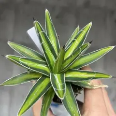 アガベ　笹の雪　笹の雪錦　大株 アガベ 笹の雪錦 黄覆輪 | hanayoshi-botanical