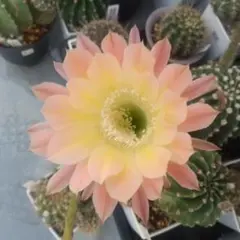 タクちゃん様 リクエスト 4点 まとめ商品