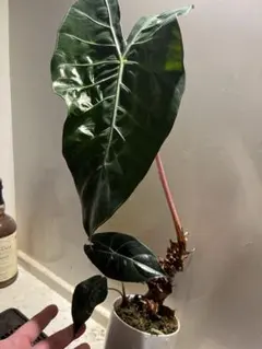 大 フィロデンドロン philodendron Brown Beauty - メルカリ
