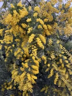 銀葉アカシア フレッシュミモザ