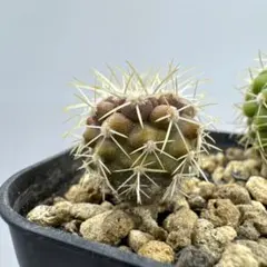 2026年最新】copiapoaの人気アイテム - メルカリ