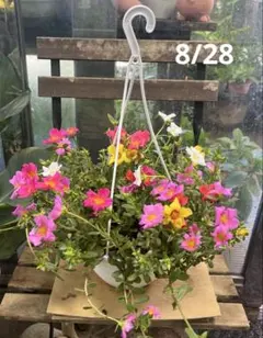 ポーチュラカ ミックス寄せ植え 6寸吊り鉢ごと 苗 植物 - メルカリ