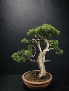 真柏 盆栽 捻転幹 模様木 シャリ芸 舎利 - メルカリ